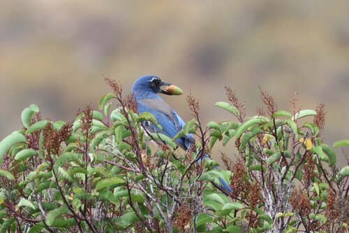 California Scrub-Jay