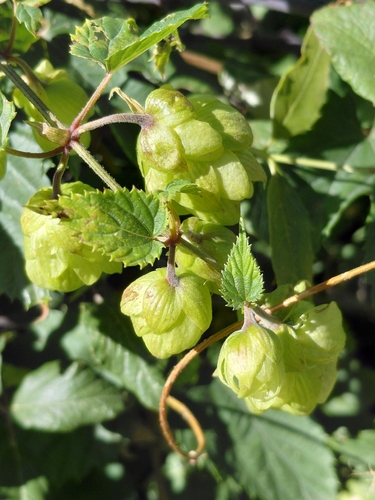 common hops