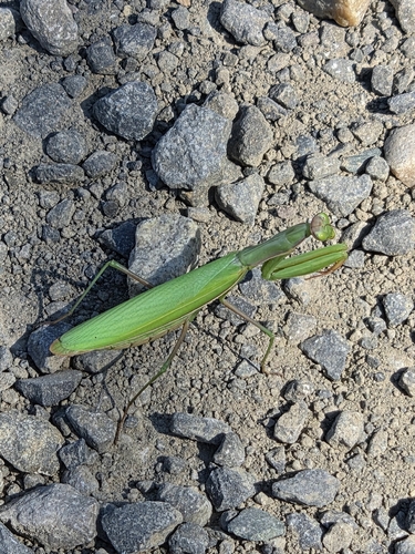 European Mantis