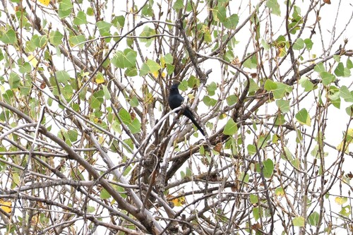 Phainopepla