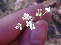 Galium xeroticum