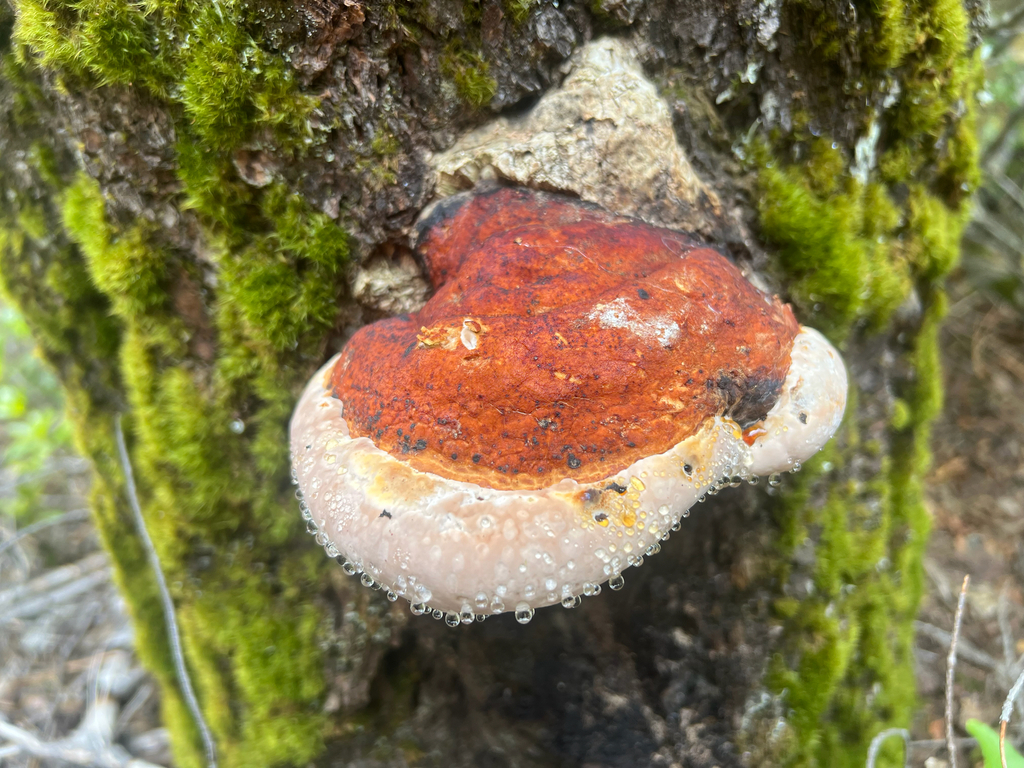 Northern Red Belt · September 2026 · photo: Photo: no rights reserved · iNaturalist