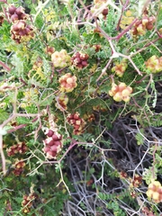 Sarcopoterium spinosum