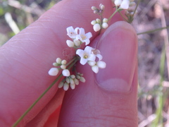 Galium xeroticum