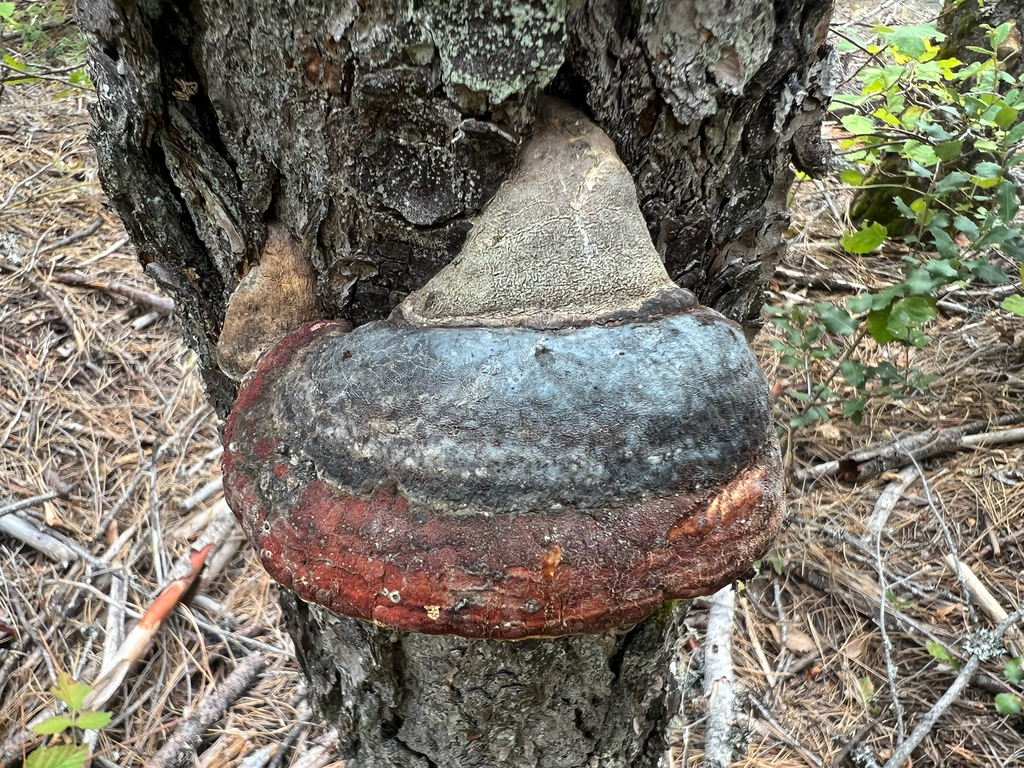 Northern Red Belt · September 2026 · photo: Photo: no rights reserved · iNaturalist