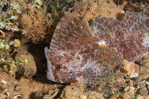 Ablabys taenianotus observed 2026-09-05