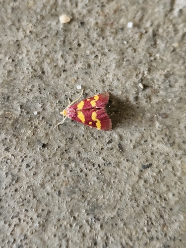 Coffee-loving Pyrausta Moth
