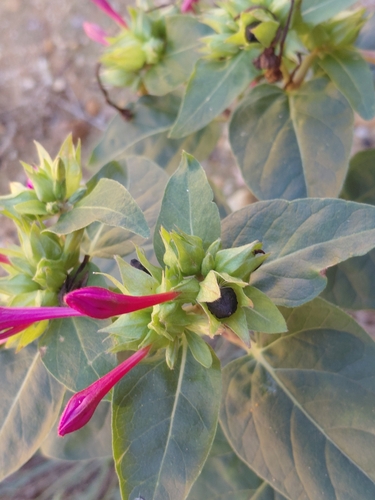 marvel of Peru