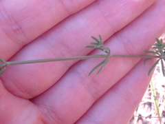 Galium xeroticum