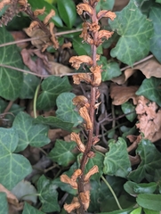 Orobanche hederae