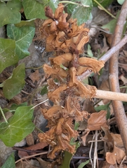 Orobanche hederae, photograph author not stated, no rights reserved