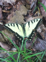 Papilio appalachiensis