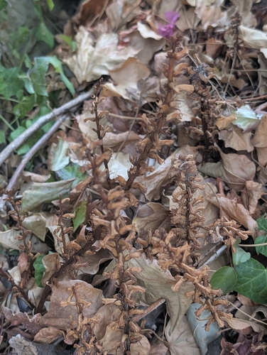 Orobanche hederae, photograph 3