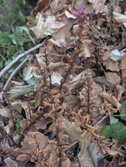 Orobanche hederae, photograph author not stated, no rights reserved