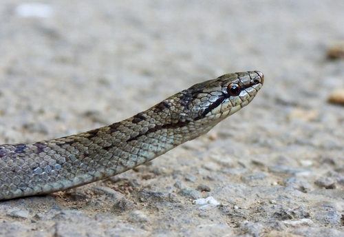 Smooth Snake