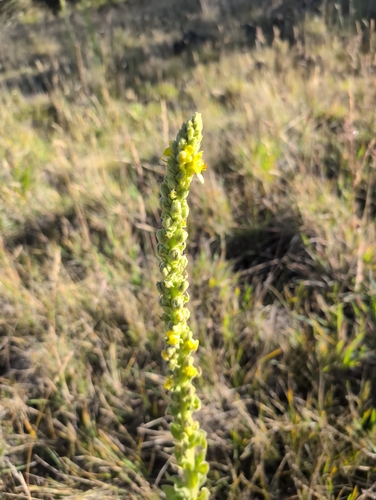 Verbascum thapsus observed 2026-09-17