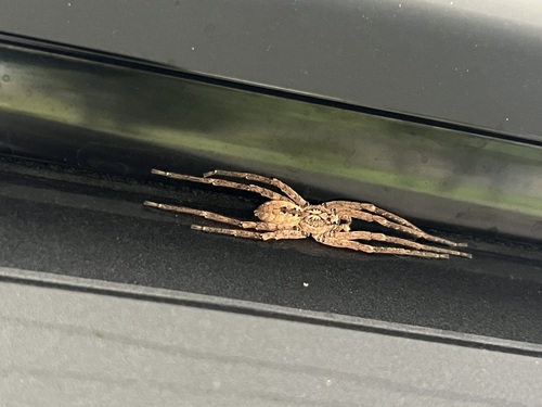 Mediterranean Spiny False Wolf Spider