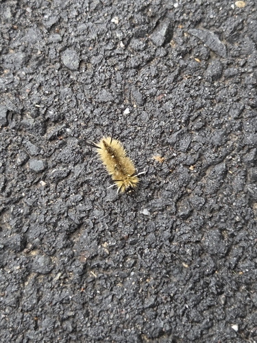Banded Tussock Moth