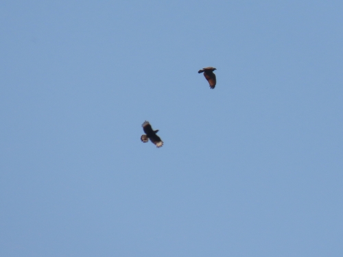 Savanna Hawk