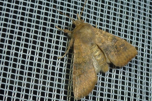 Dusky-lemon Sallow