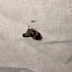 Ischyrus quadripunctatus