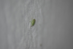 Rugosana