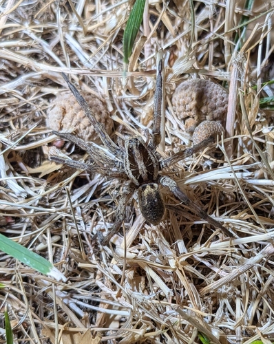 Radiated Wolf Spider