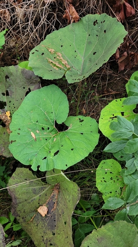 Petasites hybridus, photograph 2