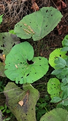 Petasites hybridus, photograph author not stated, no rights reserved