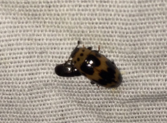 Ischyrus quadripunctatus