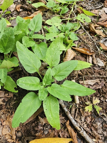 common selfheal