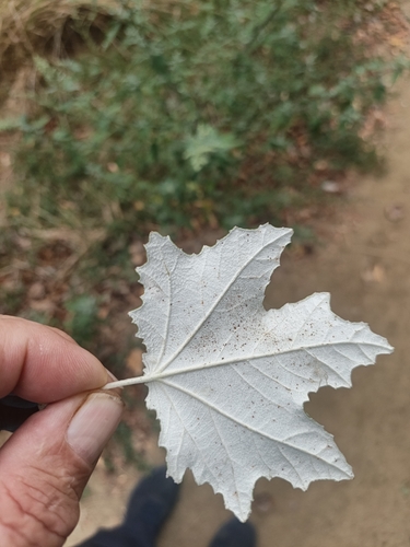 white poplar