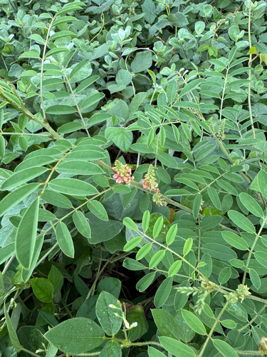 Indigofera, 2026-09-17