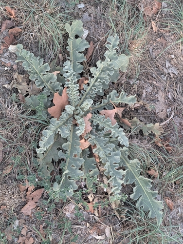 Verbascum sinuatum, photograph 2