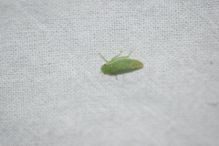 Rugosana