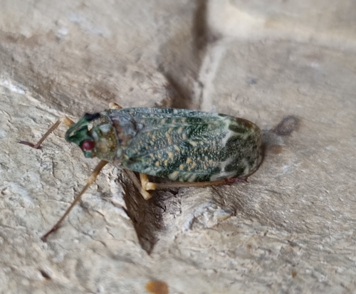 Enchophora recurva