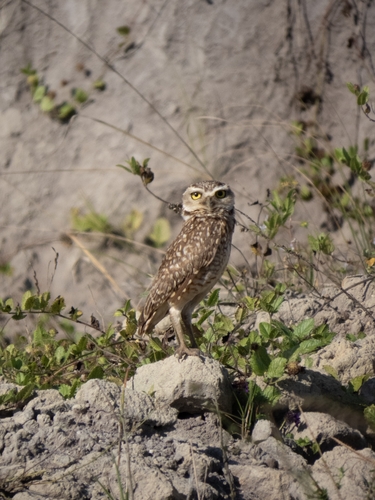 Burrowing Owl