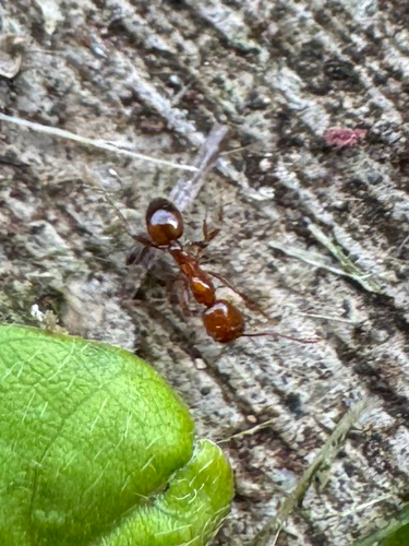 Solenopsis geminata observed 2026-09-17