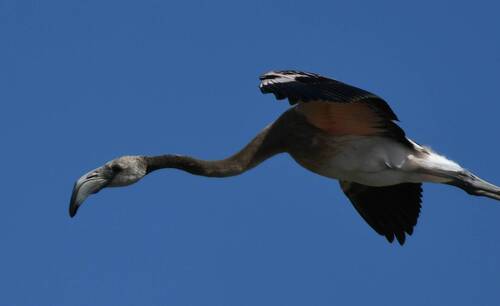 Greater Flamingo