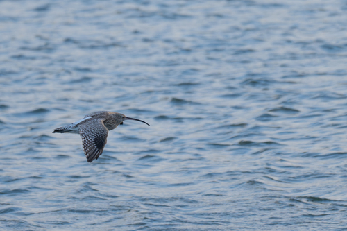 Eurasian Curlew