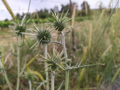 Echinops polyceras