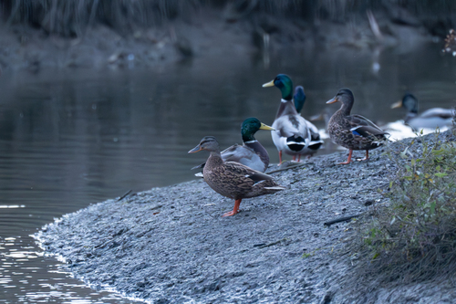 Mallard