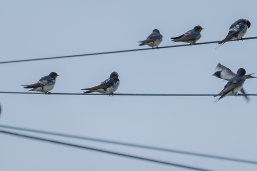 Barn Swallow