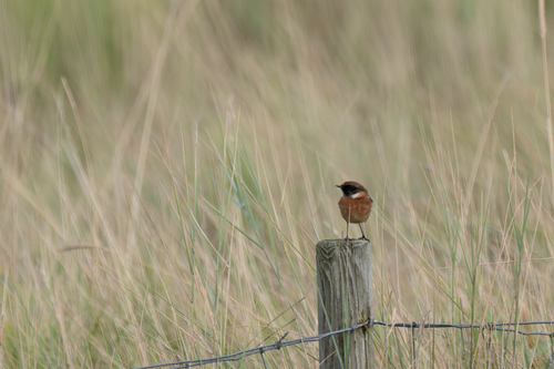 European Stonechat
