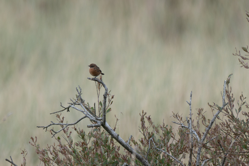 European Stonechat