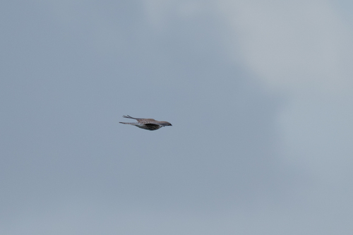 Eurasian Kestrel