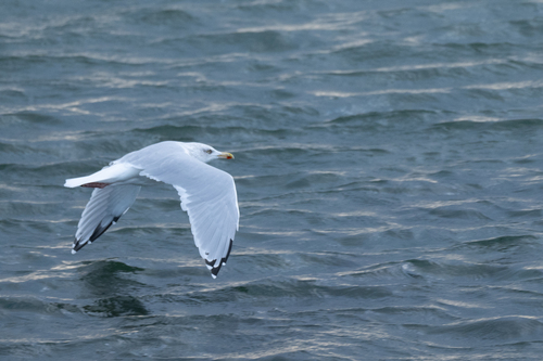 European Herring Gull