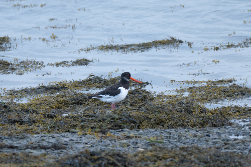 Eurasian Oystercatcher