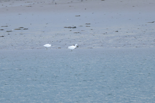 Little Egret