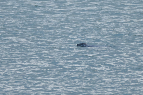 Atlantic Harbor Seal
